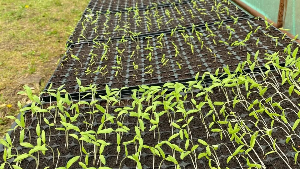 May be an image of cold frame and seedlings