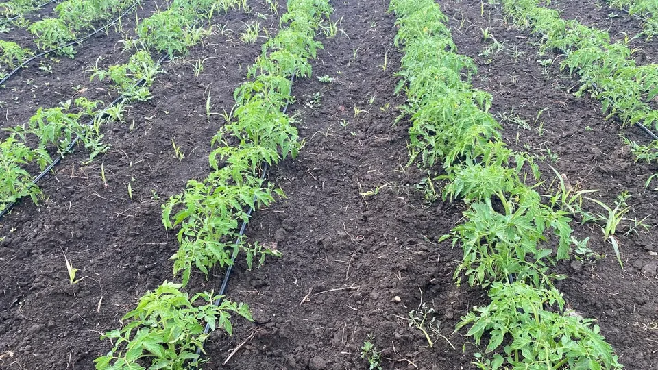 May be an image of seedlings