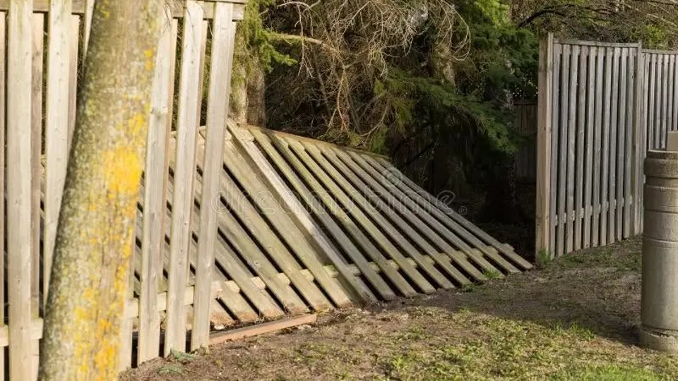 May be an image of grass